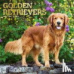 Publishers, Browntrout - Golden Retrievers - Golden Retriever 2026 - 16-Monatskalender