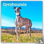 Publishers, Browntrout - Greyhounds 2026 Square Flap Calendar