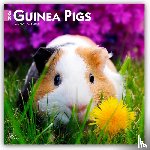Publishers, Browntrout - Guinea Pigs 2026 Square Flap Calendar