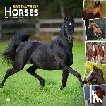 Browntrout - 365 Days of Horses 2026 12 X 24 Inch (Hanging) Monthly Square Wall Calendar Plastic-Free