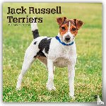 Publishers, Browntrout - Jack Russel Terriers - Jack Russel Terrier 2026 - 16-Monatskalender