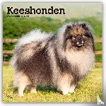 Publishers, Browntrout - Keeshonden - Wolfsspitz 2026 - 16-Monatskalender