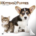 Browntrout - Kittens & Puppies 2026 12 X 24 Inch (Hanging) Monthly Square Wall Calendar Foil Stamped Cover Plastic-Free