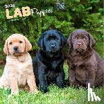 Publishers, Browntrout - Labrador Retriever Puppies - Labrador Retriever Welpen 2026 - 16-Monatskalender