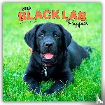 Publishers, Browntrout - Labrador Retriever Puppies, Black 2026 Square Flap Calendar
