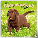 Publishers, Browntrout - Labrador Retriever Puppies, Chocolate 2026 Square Flap Calendar