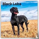 Publishers, Browntrout - Labrador Retrievers, Black 2026 Square Flap Calendar