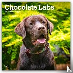 Publishers, Browntrout - Chocolate Labrador Retriever - Brauner Labrador Retriever 2026 - 16-Monatskalender