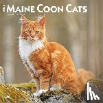 Publishers, Browntrout - Maine Coon Cats - Maine Coon Katzen 2026 - 16-Monatskalender