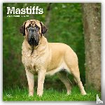Publishers, Browntrout - Mastiffs 2026 Square Flap Calendar