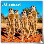 Publishers, Browntrout - Meerkats 2026 Square Flap Calendar