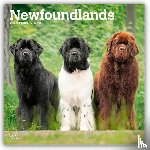 Publishers, Browntrout - Newfoundlands 2026 Square Flap Calendar