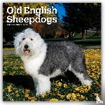 Publishers, Browntrout - Old English Sheepdogs 2026 Square Flap Calendar