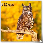 Publishers, Browntrout - Owls 2026 Square Flap Calendar