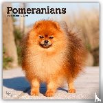 Publishers, Browntrout - Pomeranians 2026 Square Flap Calendar