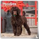 Publishers, Browntrout - Poodles - Pudel 2026 - 16-Monatskalender