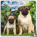 Publishers, Browntrout - Pugs 2026 Square Flap Calendar