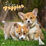 Browntrout - I Love Puppies 2026 12 X 24 Inch (Hanging) Monthly Square Wall Calendar Plastic-Free