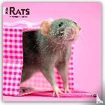 Publishers, Browntrout - Rats 2026 Square Flap Calendar