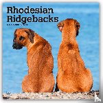 Publishers, Browntrout - Rhodesian Ridgebacks 2026 Square Flap Calendar