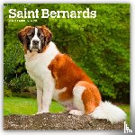 Publishers, Browntrout - Saint Bernards 2026 Square Flap Calendar