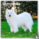 Publishers, Browntrout - Samoyeds 2026 Square Flap Calendar