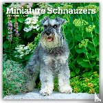 Publishers, Browntrout - Schnauzers, Miniature 2026 Square Flap Calendar