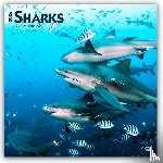 Publishers, Browntrout - Sharks - Haie 2026 - 16-Monatskalender