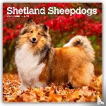 Publishers, Browntrout - Shetland Sheepdogs 2026 Square Flap Calendar