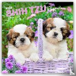 Publishers, Browntrout - Shih Tzu Puppies - Shih Tzu Welpen 2026 - 16-Monatskalender