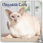 Publishers, Browntrout - Siamese Cats 2026 Square Flap Calendar