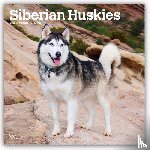 Publishers, Browntrout - Siberian Huskies 2026 Square Flap Calendar