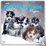 Publishers, Browntrout - Siberian Husky Puppies 2026 Square Flap Calendar