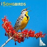 Browntrout - Songbirds 2026 12 X 24 Monthly Square Wall Foil Calendar