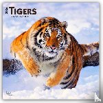 Publishers, Browntrout - Tigers 2026 Square Flap Calendar