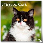 Publishers, Browntrout - Tuxedo Cats 2026 Square Flap Calendar