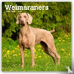 Publishers, Browntrout - Weimaraners 2026 Square Flap Calendar