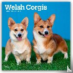 Publishers, Browntrout - Welsh Corgis 2026 Square Flap Calendar