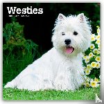 Publishers, Browntrout - West Highland White Terriers 2026 Square Flap Calendar