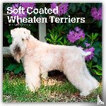 Publishers, Browntrout - Wheaten Terriers, Soft Coated 2026 Square Flap Calendar