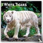 Publishers, Browntrout - White Tigers - Weiße Tiger 2026 - 16-Monatskalender