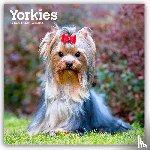 Publishers, Browntrout - Yorkshire Terriers 2026 Square Flap Calendar