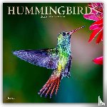 Publishers, Browntrout - Hummingbirds 2026 Square Plato Foil Calendar