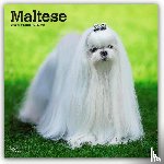 Publishers, Browntrout - Maltese 2026 Square Flap Calendar