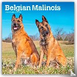 Publishers, Browntrout - Belgian Malinois 2026 Square Flap Calendar