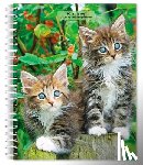 Browntrout - Kittens 2027 6 X 7.75 Inch Spiral-Bound Wire-O Weekly Engagement Planner Calendar New Full-Color Image Every Week