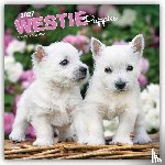 BrownTrout - West Highland White Terrier Puppies | 2027 12 x 24 Inch (Hanging) Monthly Square Wall Calendar | Plastic-Free | BrownTrout | Animals Dog Breeds Puppy