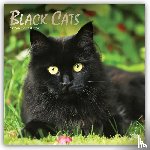 Browntrout - Black Cats 2027 12 X 24 Inch (Hanging) Monthly Square Wall Calendar Foil Stamped Cover Plastic-Free