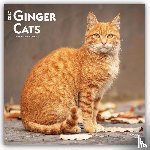 Browntrout - Ginger Cats 2027 12 X 24 Inch (Hanging) Monthly Square Wall Calendar Plastic-Free
