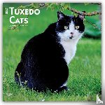 Browntrout - Tuxedo Cats 2027 12 X 24 Inch (Hanging) Monthly Square Wall Calendar Plastic-Free